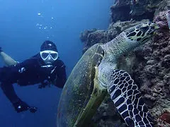 turtle1.jpg