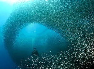 moalboal-sardine-run (1).jpg