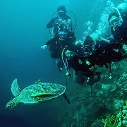 turtle.jpg